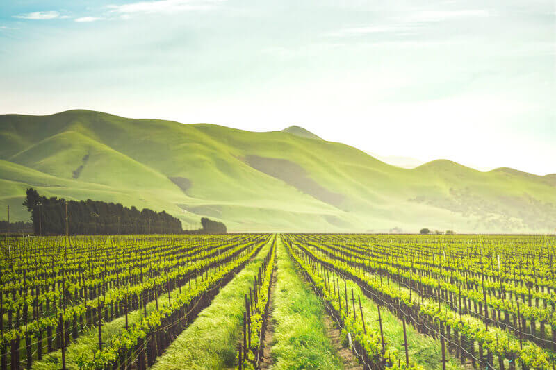 Crops on farm land with mountains in the background.